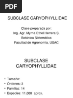 Download Caryophyllida by lindaenvidiosa SN95222883 doc pdf