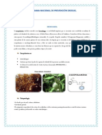 ESCOPOLAMINA Elaboración