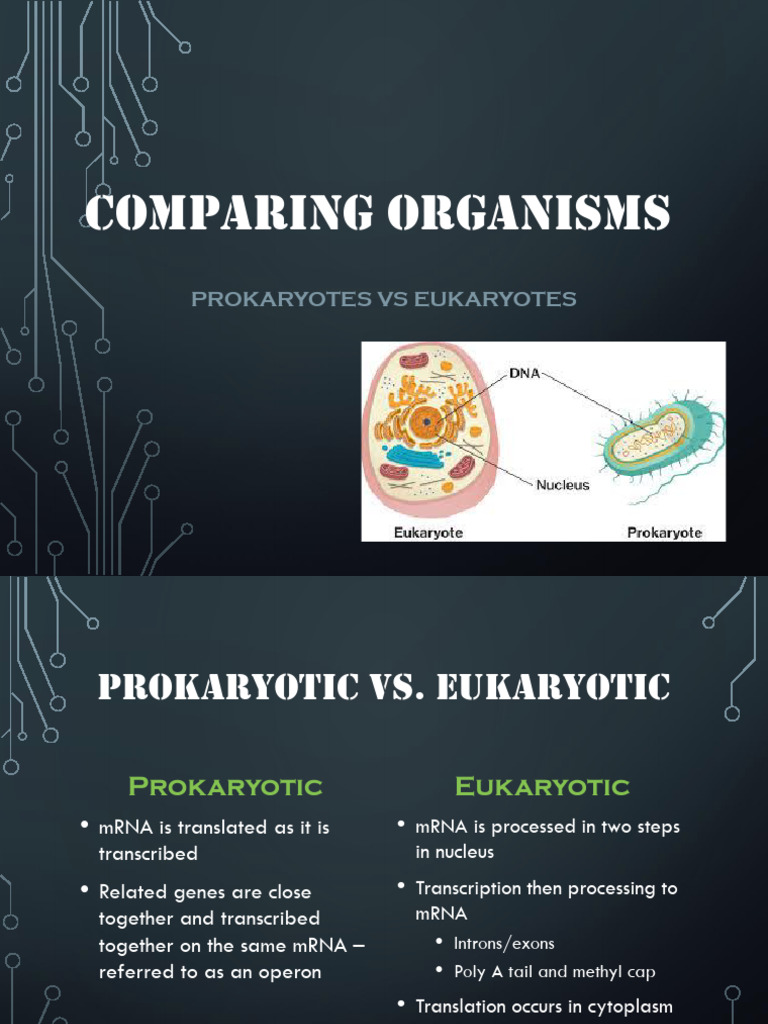 Powerpoint 6 - Prokaryotic Vs Eukaryotic | PDF