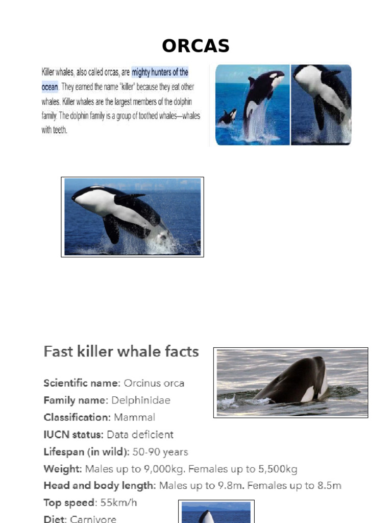 Orcas | PDF