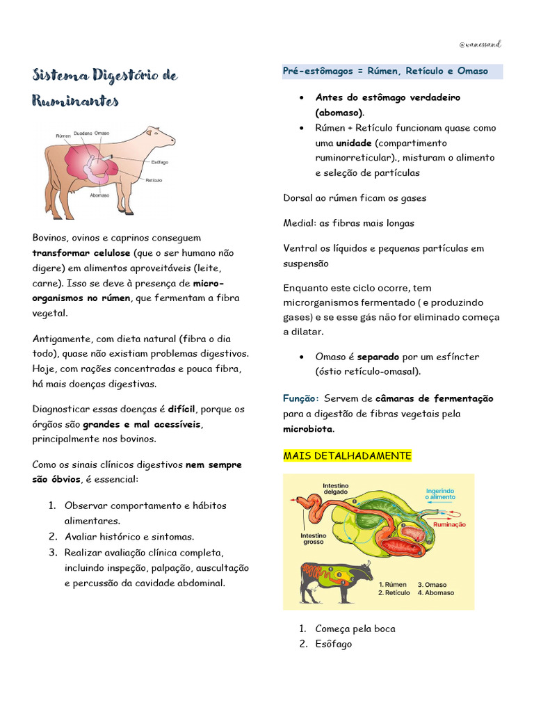 Sistema Digestório de Ruminantes: Funções e Estruturas | PDF | Digestão ...
