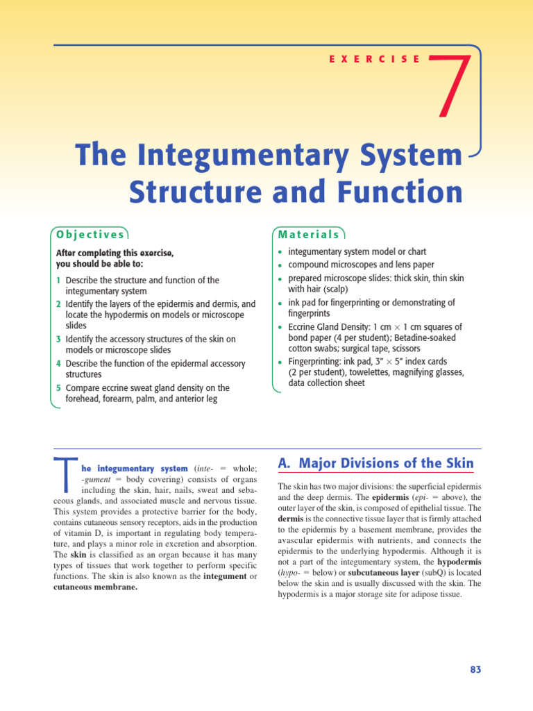 Excercise 7 Integumentary | PDF | Integumentary System | Skin