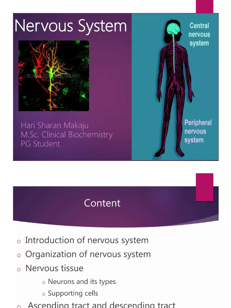Nervous System B | PDF