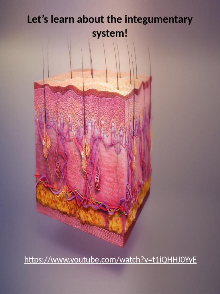 Integumentary System Overview and Functions | PDF | Integumentary ...