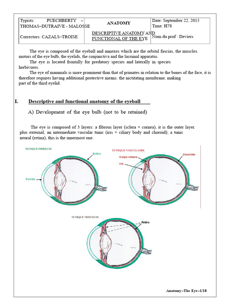 Anatomy and Function of the Eye | PDF | Cornea | Retina
