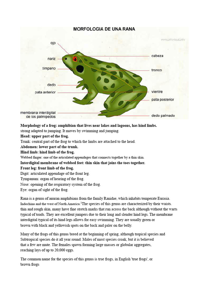 Morphology of A Frog | PDF | Frog | Amphibian