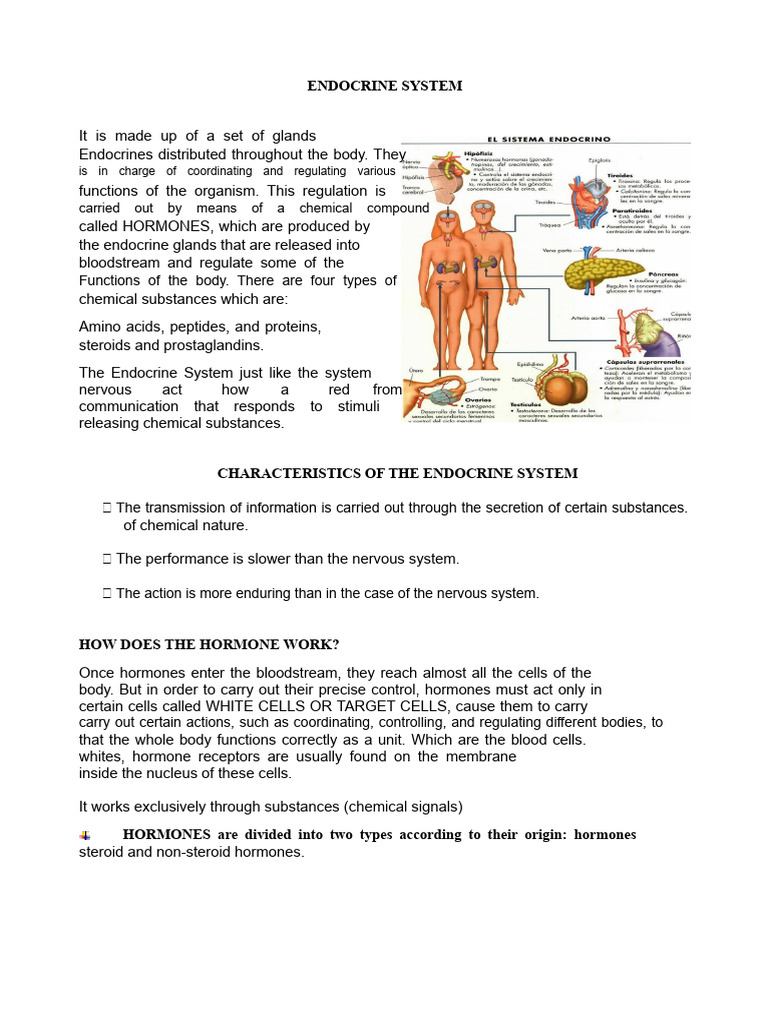 Overview of the Endocrine System | PDF | Menstrual Cycle | Endocrine System