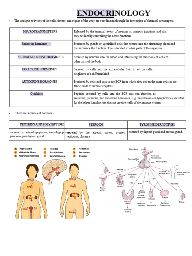 Overview of Endocrine Hormones and Functions | PDF | Cortisol ...