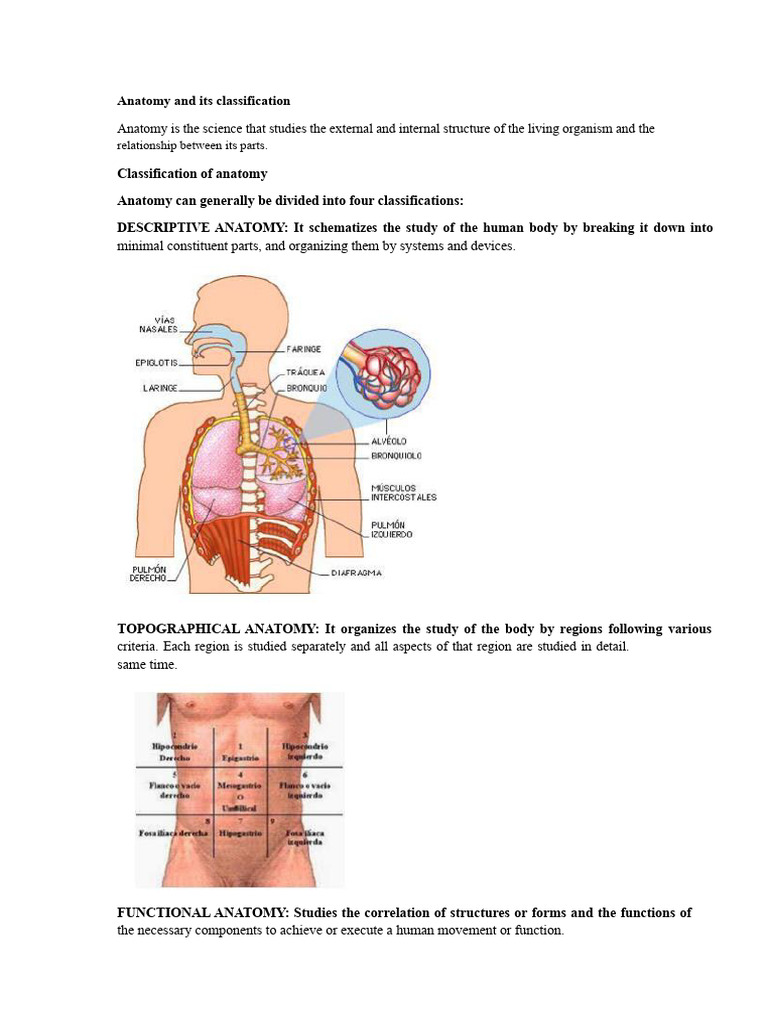 Anatomy and Its Classification | PDF