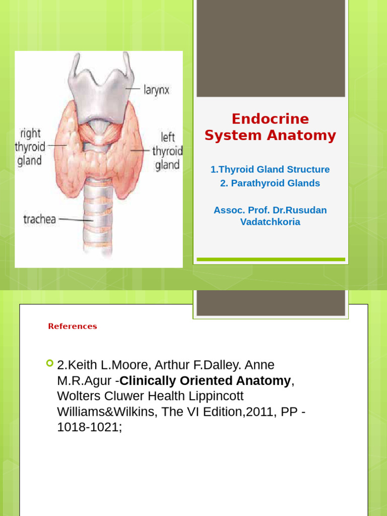Thyroid and Parathyroid Glands | PDF | Thyroid | Parathyroid Gland