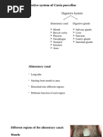 Photo inspiration: Picture Idea: Guinea Pig Digestive System Overview Pdf Digestion