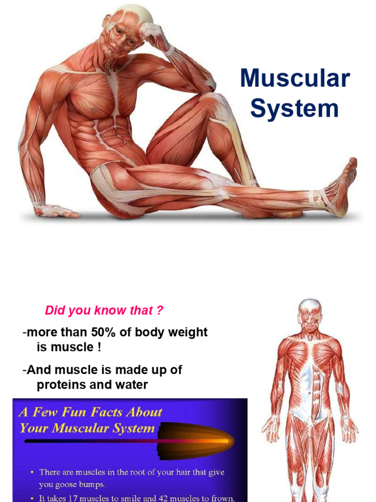Muscular Edited | PDF | Skeletal Muscle | Cardiac Muscle