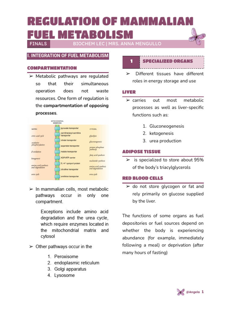 Regulation of Mammalian Fuel Metabolism | PDF | Metabolism | Alanine