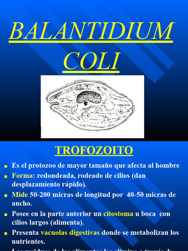Balantidium coli: Ciclo, Patología y Tratamiento | PDF | Especialidades ...