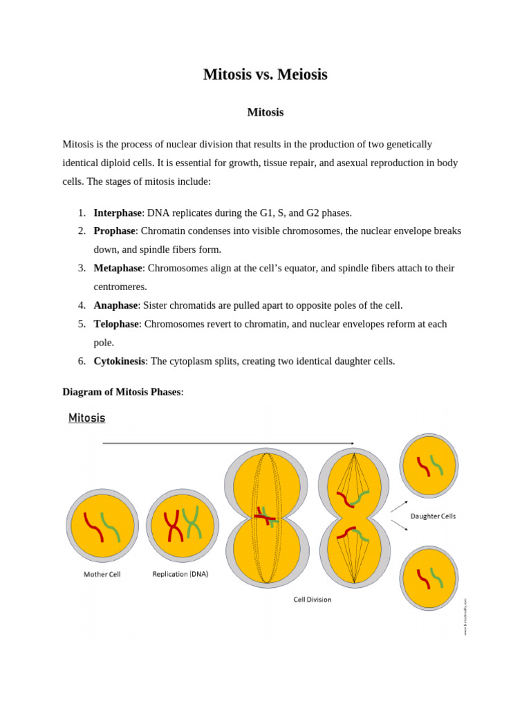Mitosis vs. Meiosis Explained | PDF