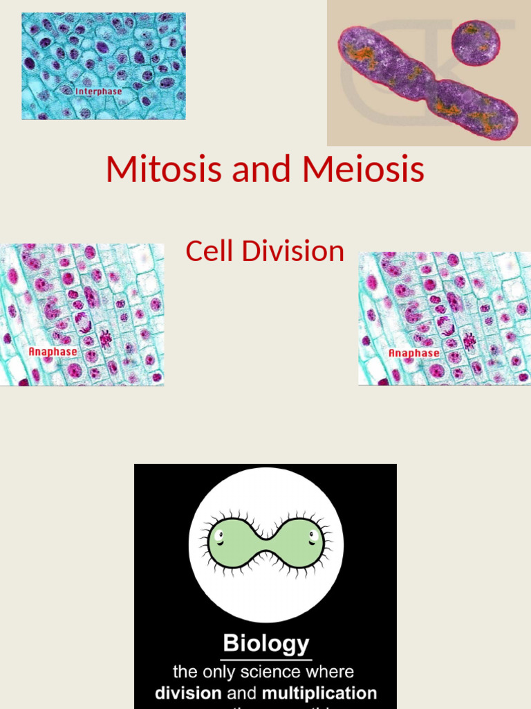 Mitosis vs Meiosis: Cell Division Explained | PDF | Meiosis | Mitosis