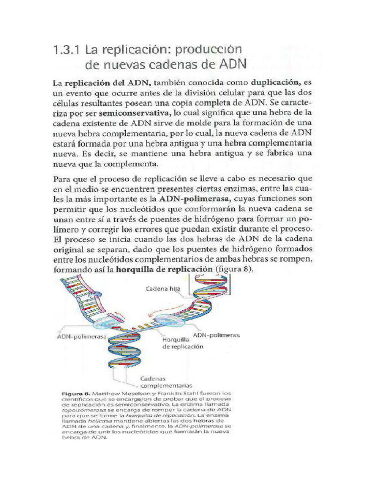 Replicación | PDF | Adn | Replicación De Adn