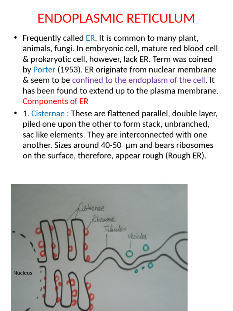 Endoplasmic Reticulum and Golgi Functions | PDF | Endoplasmic Reticulum ...