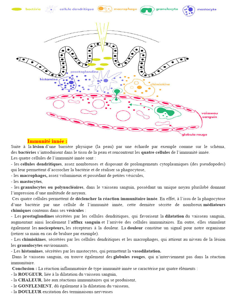 Immunité innée et réponse spécifique | PDF | Système immunitaire ...