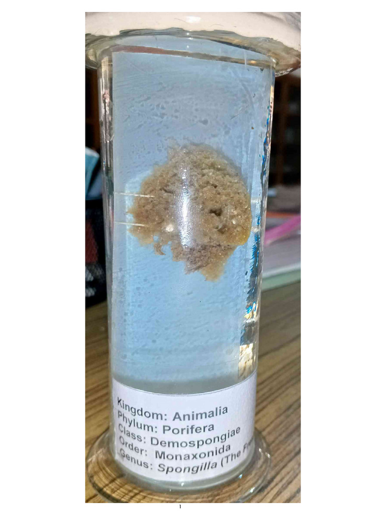 Zoology Specimen | PDF