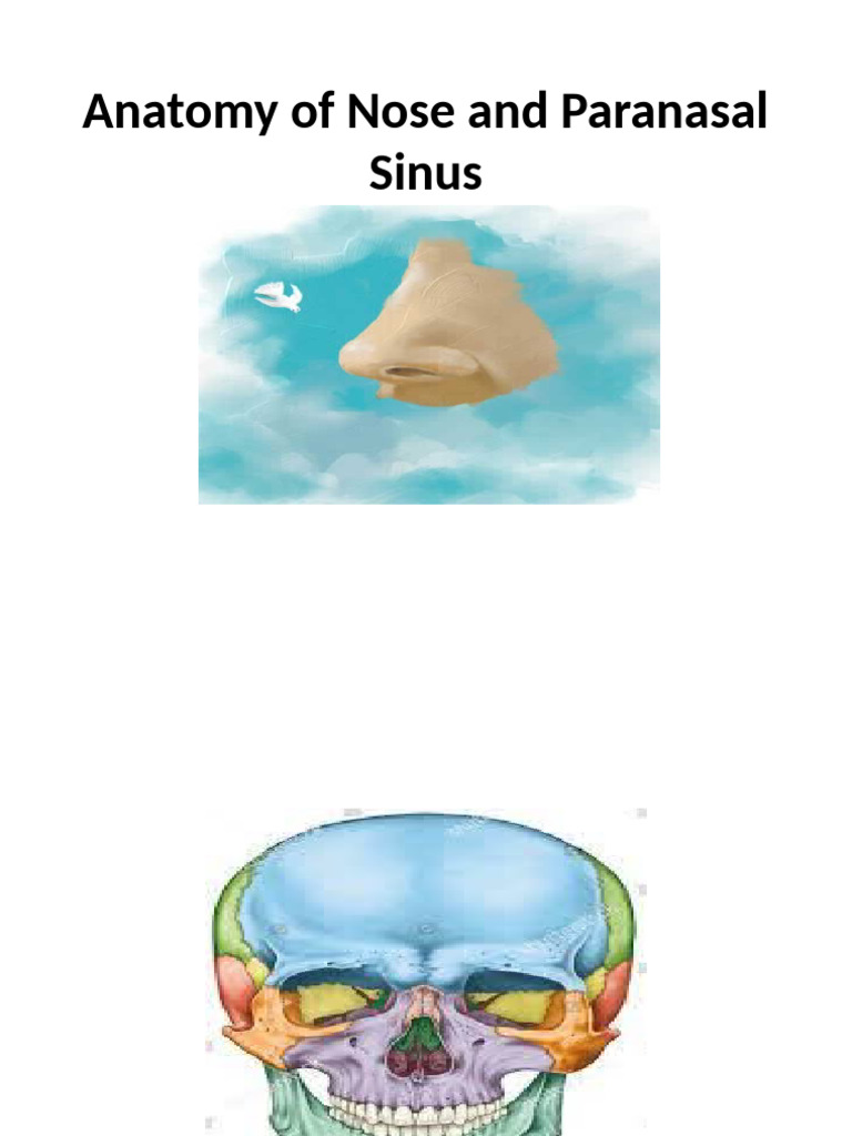 Anatomy of Nose and Sinuses Explained | PDF | Human Nose | Human Head ...
