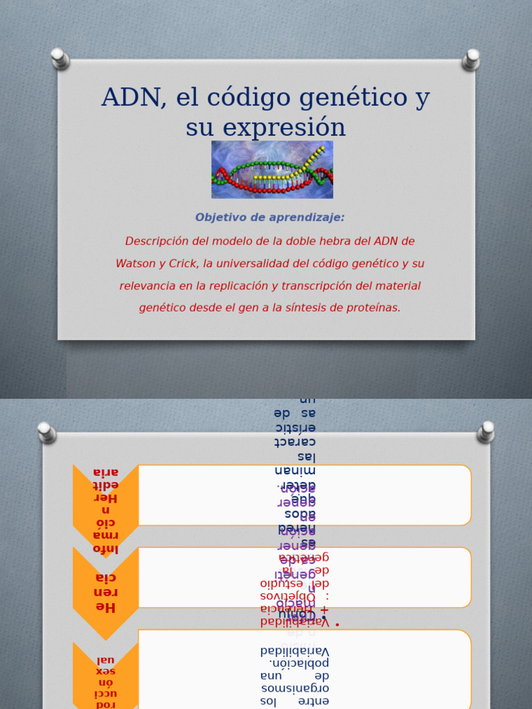 ADN, El Código Genético y Su Expresión (IV Medio) | PDF | Rna ...