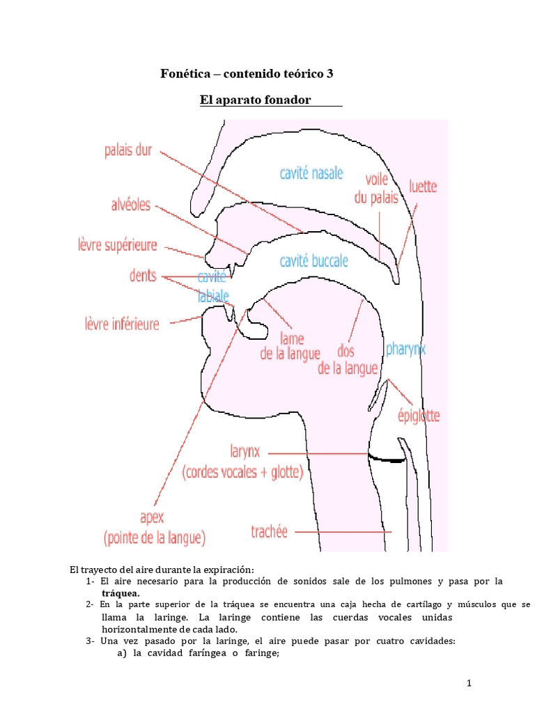 Curso 3 Aparato Fonador | PDF | Fonética | Voz humana