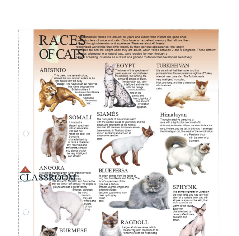 Overview of 8 Cat Breeds | PDF | Cats | Animal Breeding