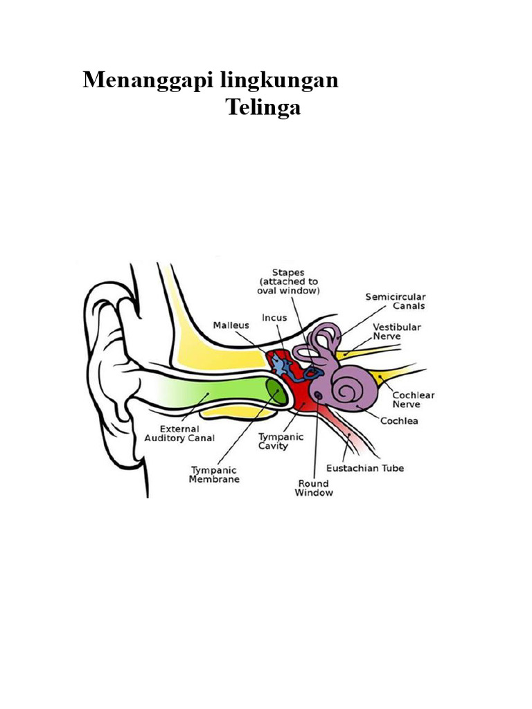 Fungsi dan Struktur Telinga Manusia | PDF