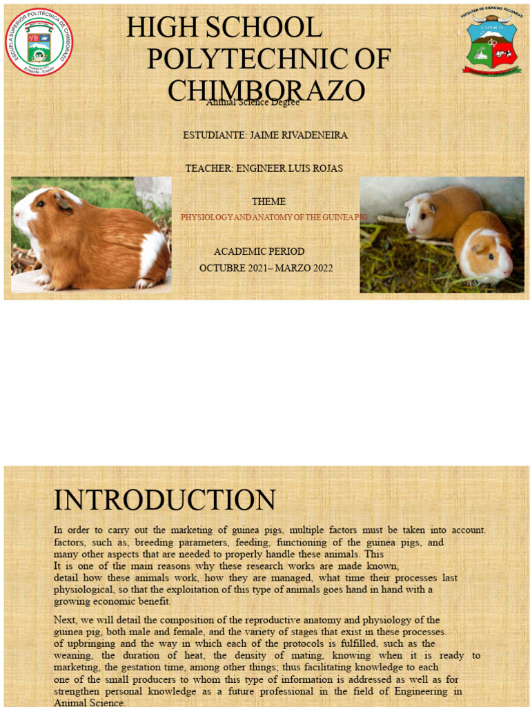 Image result for Guinea Pig Anatomy and Reproduction Guide | PDF | Uterus | Reproductive ...