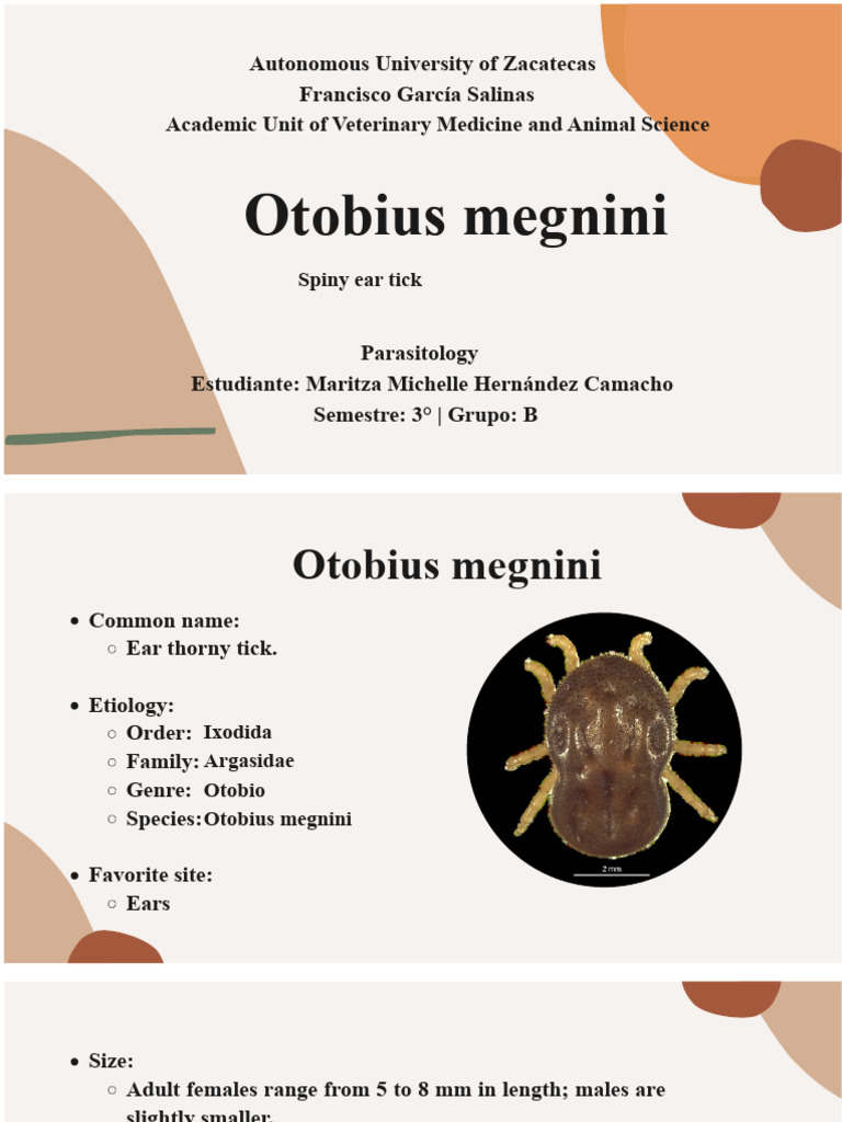 Otobius megnini: Spiny Ear Tick Overview | PDF | Zoology