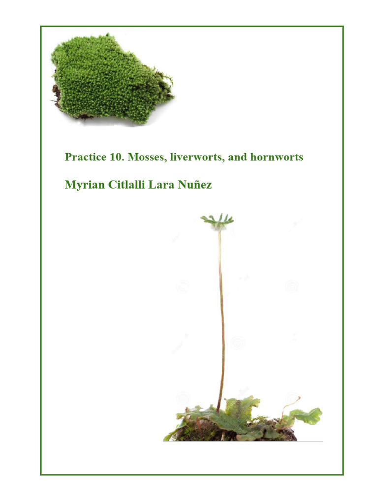 Bryophytes: Mosses, Liverworts, Hornworts | PDF | Botany | Organisms