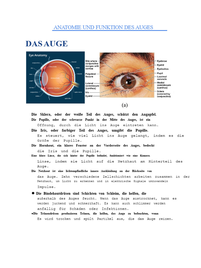 Anatomie Und Funktion Des Auges | PDF