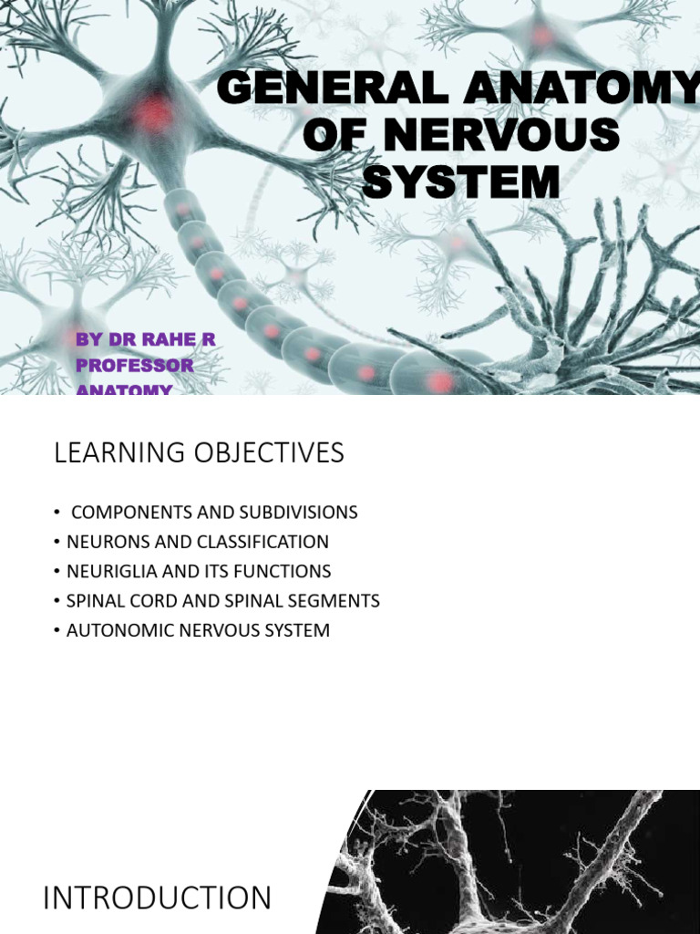 General Anatomy Nervous System Dr. Rahe | PDF | Axon | Neuron