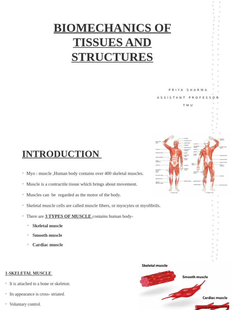Biomechanics of Muscle Tissues Explained | PDF | Muscle Contraction ...