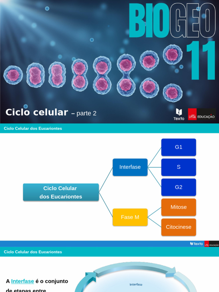 Ciclo celular II | PDF | Mitose | Ciclo de célula