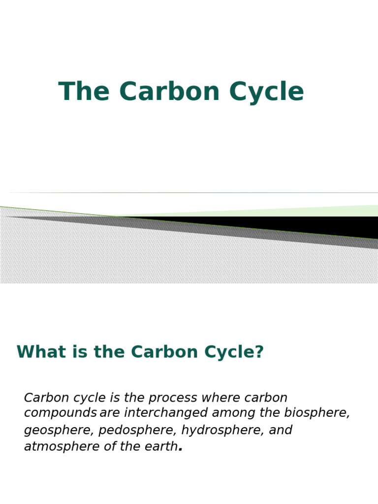Understanding the Carbon Cycle | PDF | Carbon Cycle | Greenhouse Gas