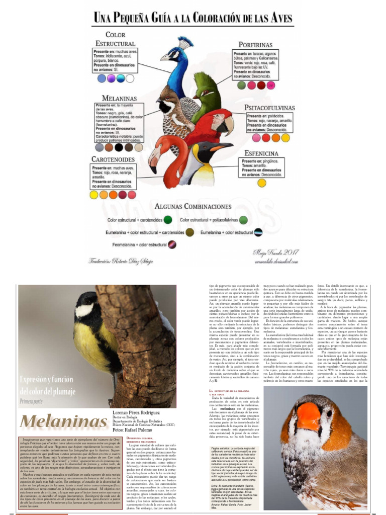 Expresión y Función Del Color Del Plumaje | PDF | Pluma | Biología