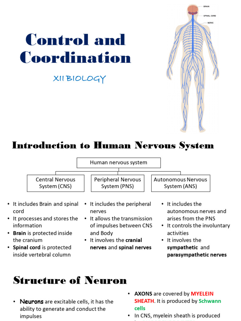 Overview of Human Nervous System | PDF | Ear | Chemical Synapse