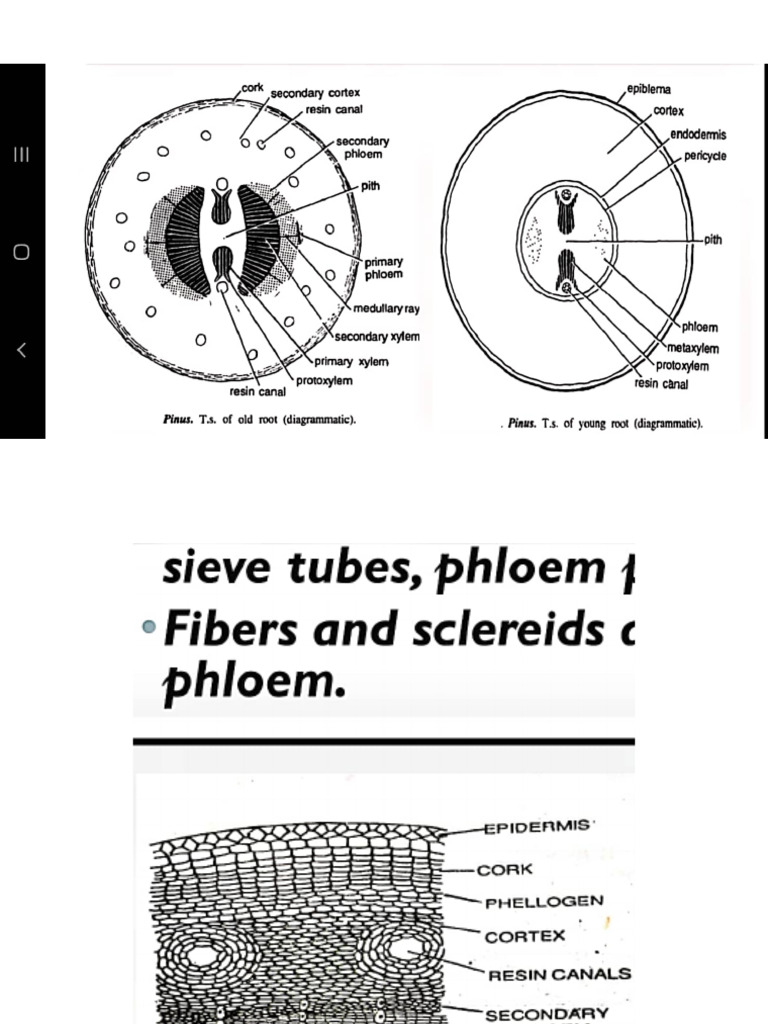 CamScanner Document Overview | PDF