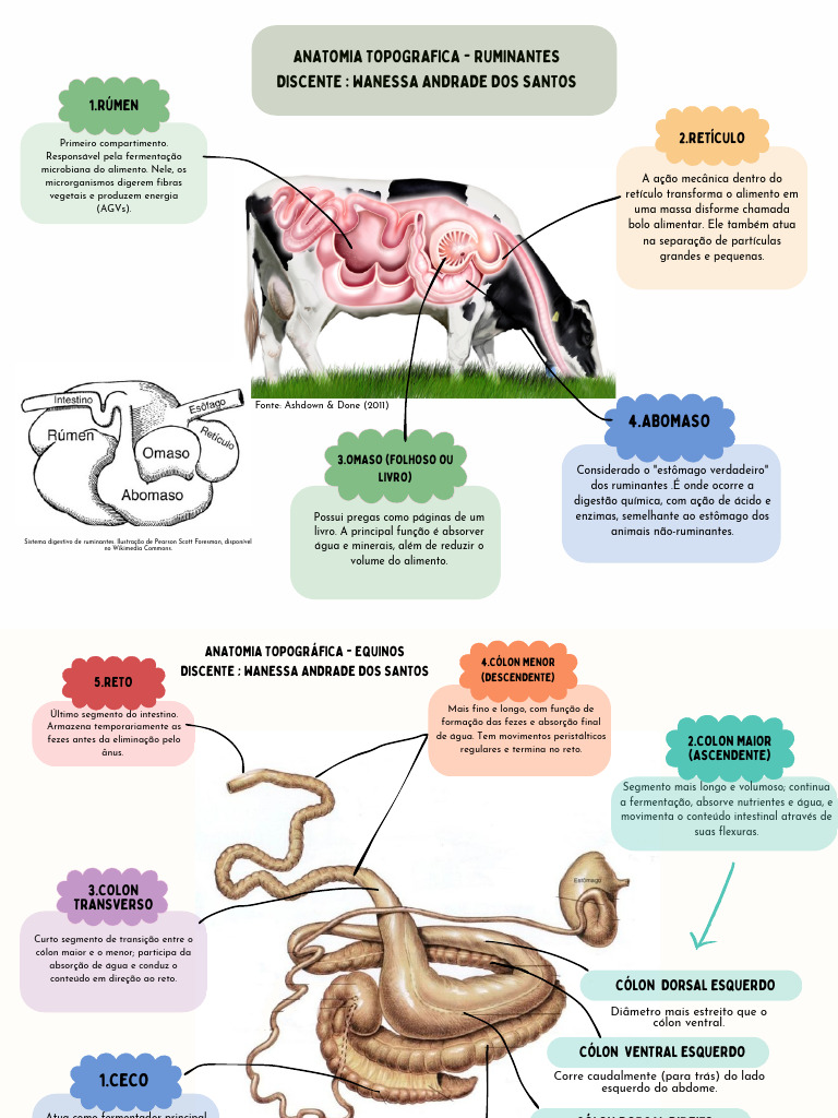 Anatomia do Sistema Digestivo de Ruminantes | PDF | Sistema digestivo ...