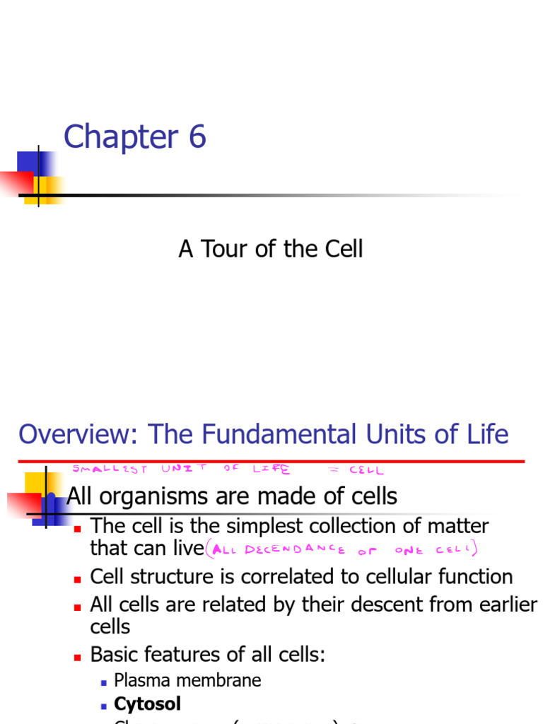 Cell Structure and Function Overview | PDF | Endoplasmic Reticulum ...