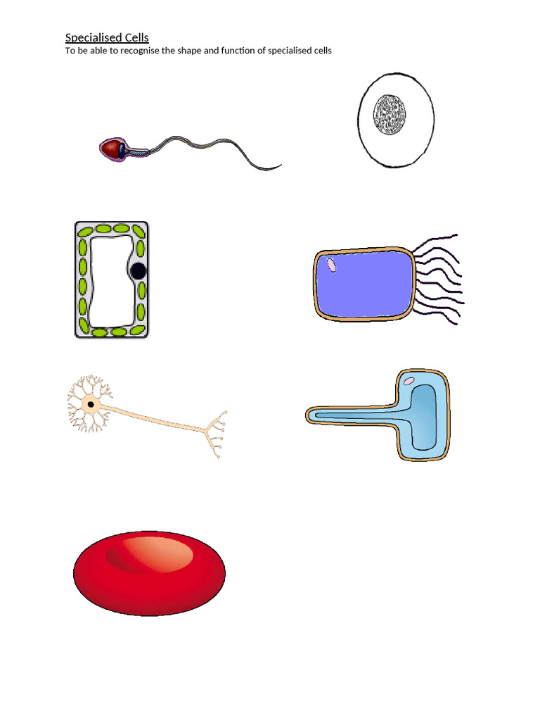 Understanding Specialized Cell Functions | PDF