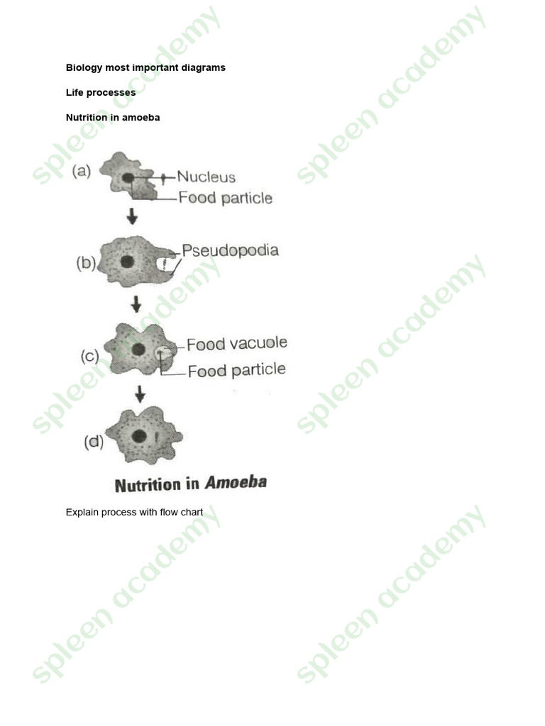 Biology Diagram | PDF
