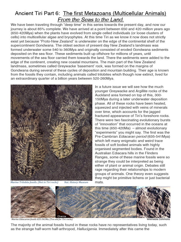 First Metazoans: Evolution at Tiri | PDF | Biology