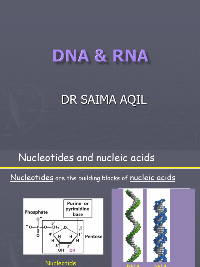Nucleotides and Nucleic Acids Overview | PDF | Rna | Nucleotides