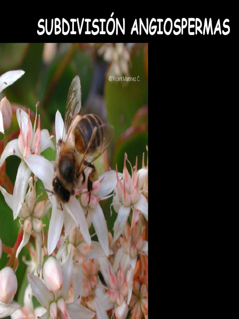 Características y Clases de Angiospermas | PDF | Flores | Morfología ...