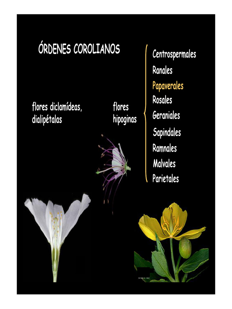 Clasificación de Flores Papaverales y Crucíferas | PDF | Plantas