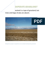 What is Temperate Grassland