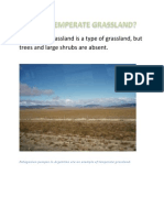 What Is Temperate Grassland